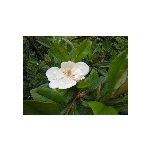 Magnolia grandiflora ferruginea ( groenblijvend ) 