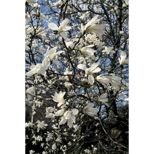 Magnolia Kobus | Beverboom