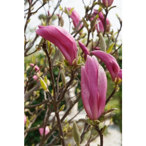 Magnolia lilliflora Nigra - Beverboom - Struik