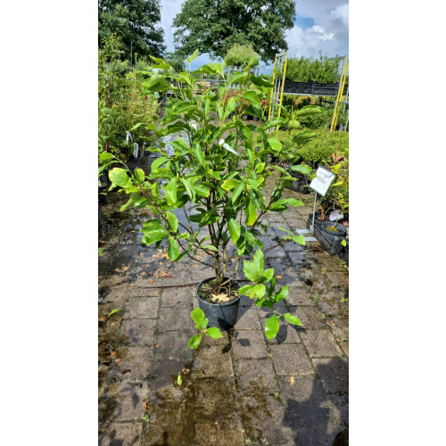 Magnolia soulangeana 