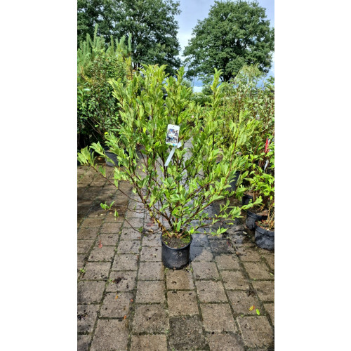 Magnolia stellata - Stermagnolia