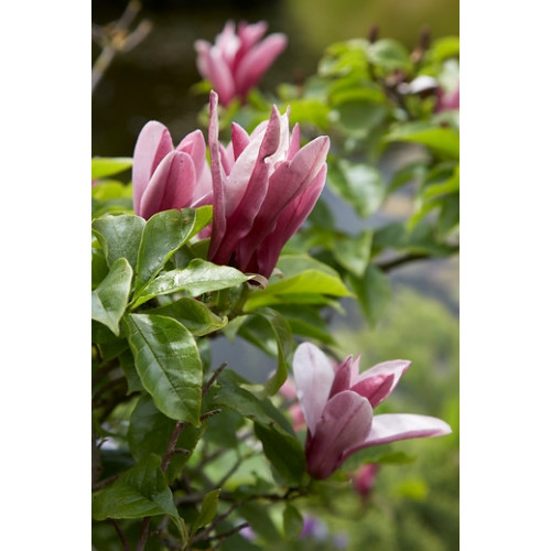 Magnolia Susan - Beverboom - Boom