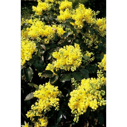 Mahonia aquifolium | Mahoniestruik