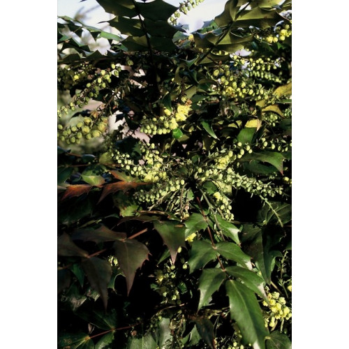 Mahonia japonica Hivernant | Mahoniestruik