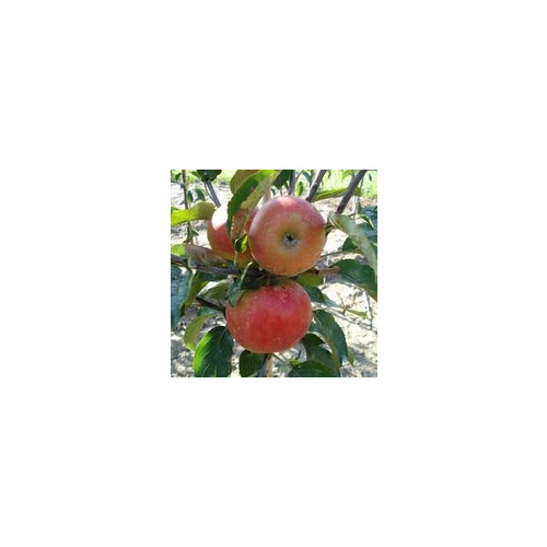 Malus Elstar - Appelboom