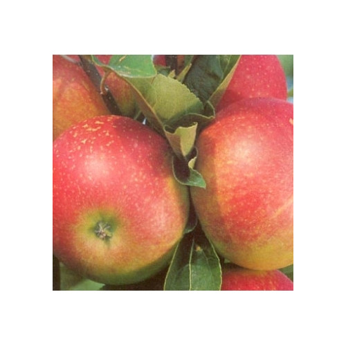 Malus Discovery - Appelboom