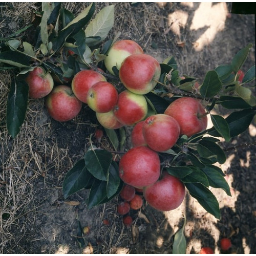 Malus Gloster - Appelboom
