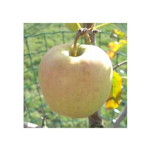 Malus Golden Delicious - Appelboom