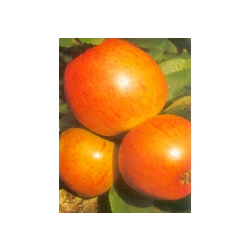 Malus Golden Pearmain - Appelboom