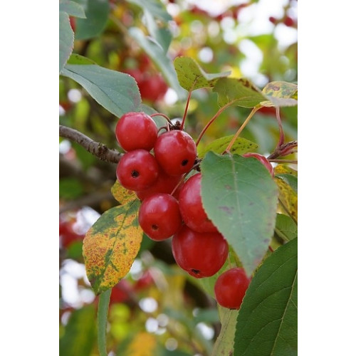 Malus 'Red Sentinel' - Rode sierappel