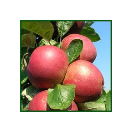 Malus Rode Boskoop S.H. - Appelboom - Rode Goudreinette