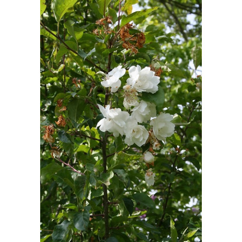 Malus sylvestris - Wilde appel