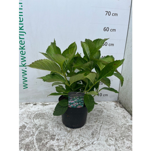 Hydrangea macr. Mariesii Perfecta - Bolhortensia