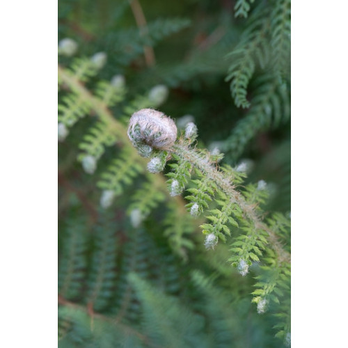 Matteuccia struthiopteris - Bekervaren