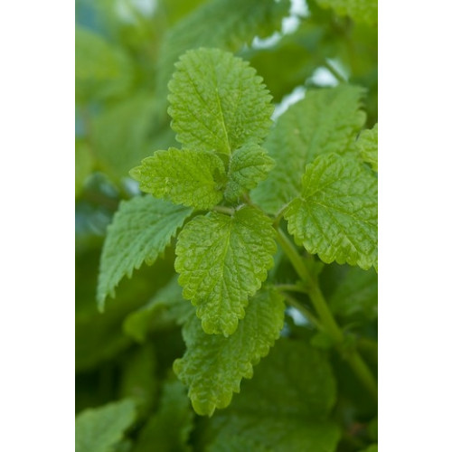 Mentha piperita - Pepermunt - 