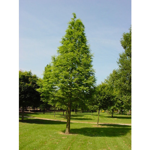 Moerascipres - Metasequoia glyptostroboidus 