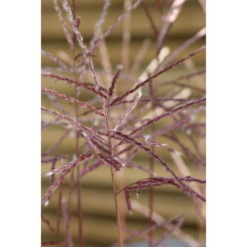 Miscanthus sinensis “Gracilimus”  - Prachtriet