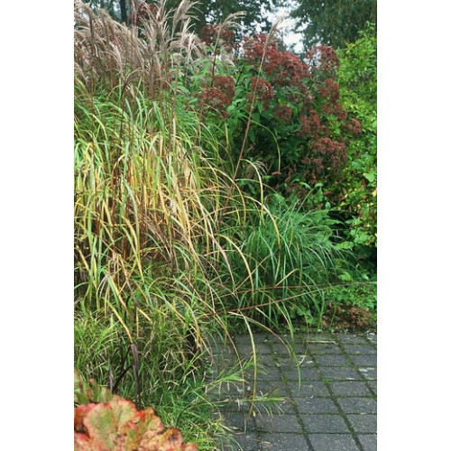 Prachtriet - Miscanthus sinensis Morning light. 