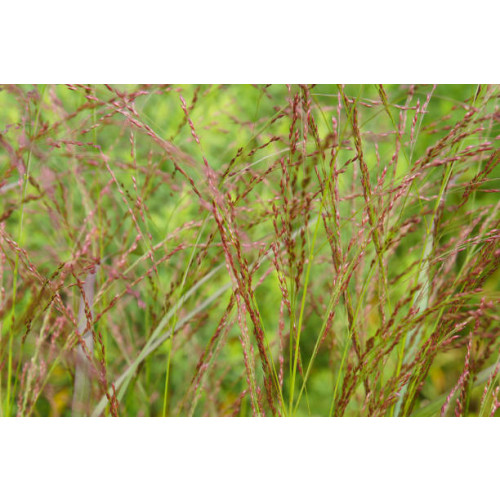 Miscanthus sinensis Ferner Osten | Prachtriet