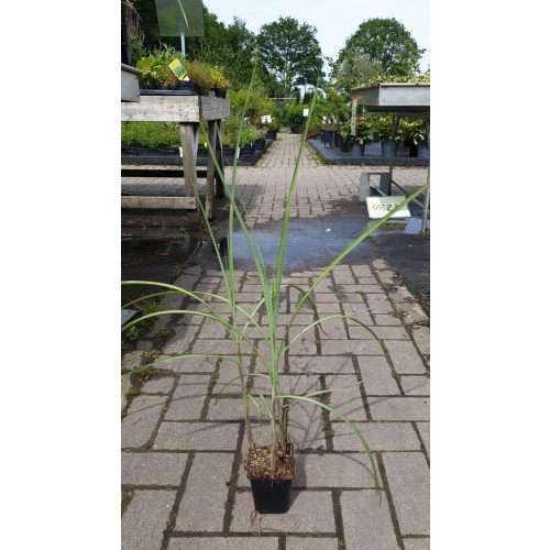 Prachtriet - Miscanthus sin. 'Grosse fontäne'