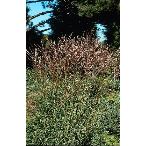 Miscanthus sinensis “Kleine Silberspinne”  - Prachtriet