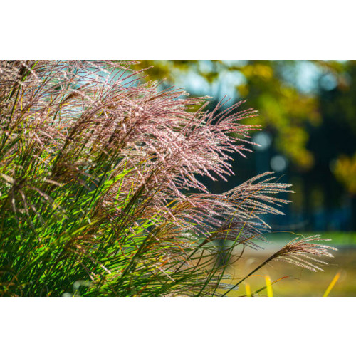 Miscanthus sinensis Malepartus  - Prachtriet