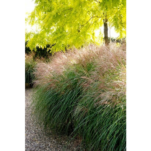 Prachtriet - Miscanthus sinensis 'Adagio'