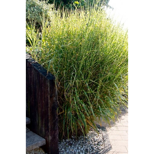 Prachtriet - Miscanthus sinensis Sioux