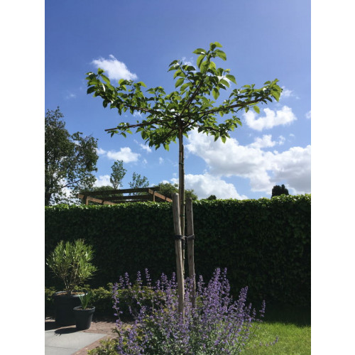 Moerbei - Morus alba Dakvorm