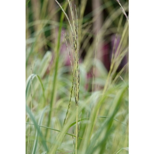 Pijpestrootje - Molinia caerulea 'Variegata'