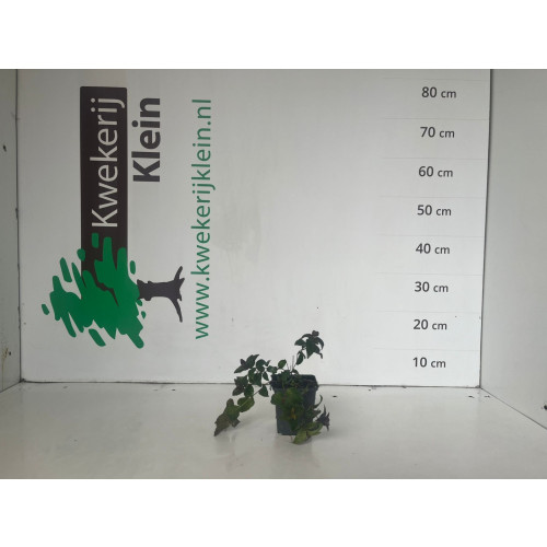 Monarda Mahogany - Bergamot