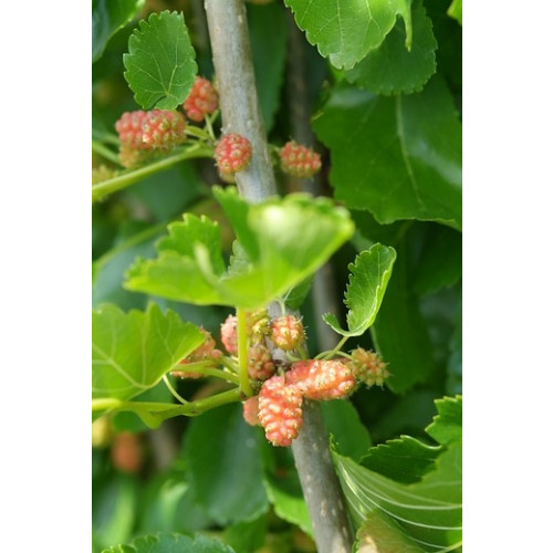 Morus alba - Moerbei - Bosplantsoen