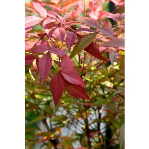 Nandina domestica Firepower | Hemelse Bamboe