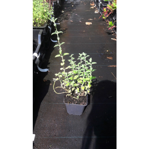 Nepeta racemosa 'Little Titch' - Kattenkruid - 
