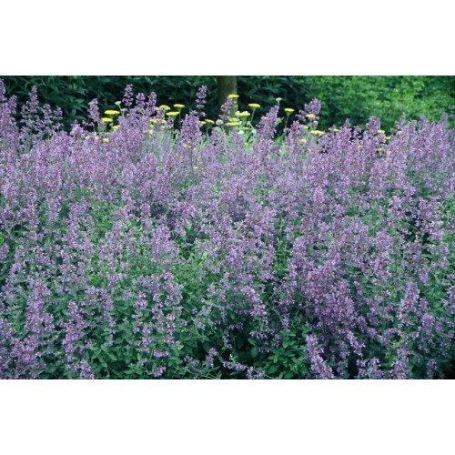 Nepeta faassenii - Kattenkruid