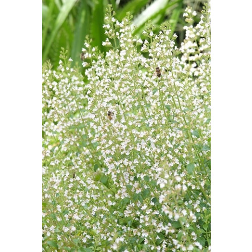 Nepeta racemosa “Snowflake” - Kattenkruid - 