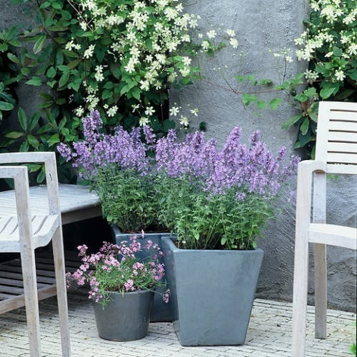 Nepeta 'Walkers Low' - Kattenkruid - 