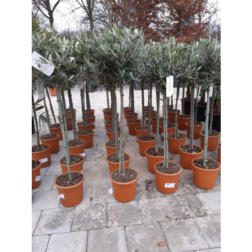 Olea europea - Olijfboom