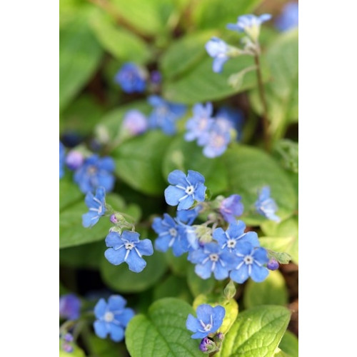 Omphalodes verna Alba - Amerikaans vergeet mij nietje