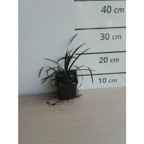 Ophiopogon Planiscapus Niger - Slangebaard