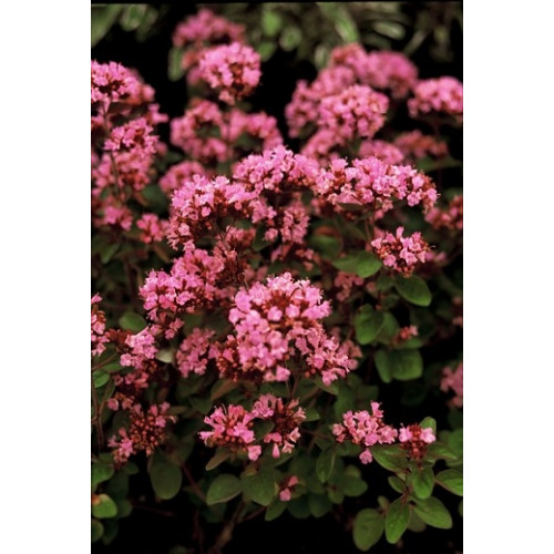 Origanum laevigatum Herrenhausen - Marjolein