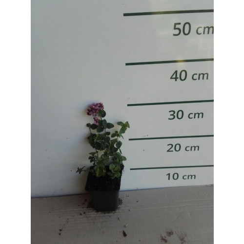 Origanum pulchellum Rosenkuppel - Marjolein