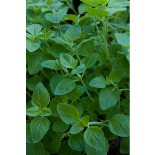 Origanum vulgare Compactum - Wilde marjolein - 