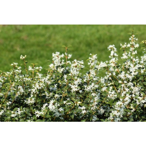 Osmanthus burkwoodii - Schijnhulst