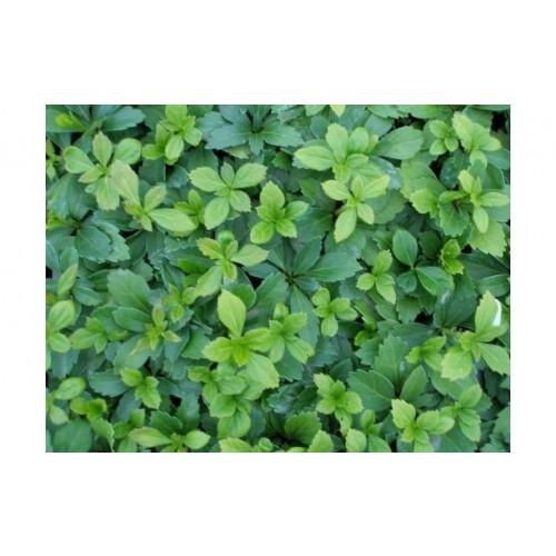 Pachysandra terminalis “Green Carpet”