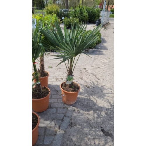 Trachycarpus fortunei - Palmboom