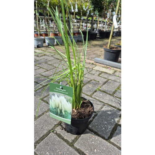 Cortaderia selloana - Pampasgras