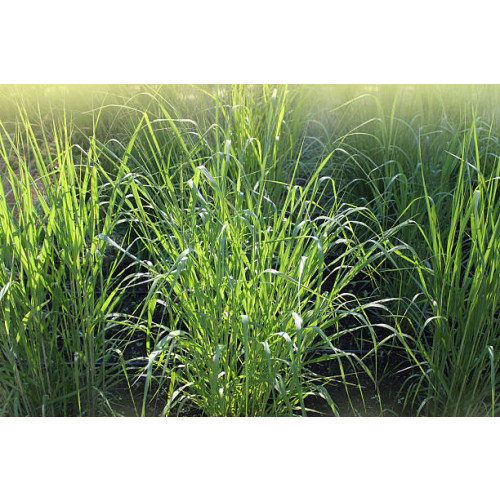 Panicum virg. Prairie Sky - Vingergras