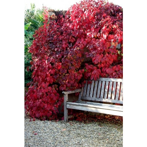 Wilde wingerd - Parthenocissus quinquefolia