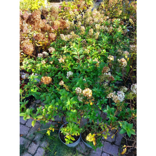 Hydrangea paniculata - Partij pluimhortensia